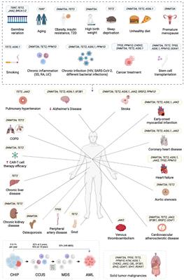 Molecular and clinical aspects relevant for counseling individuals with clonal hematopoiesis of indeterminate potential